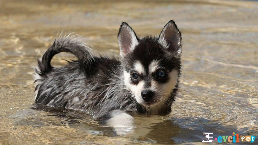 Alaskan Klee Kai Genetik Sağlık Sorunları
