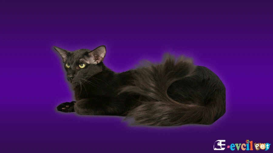 Oriental Longhair Kedi
