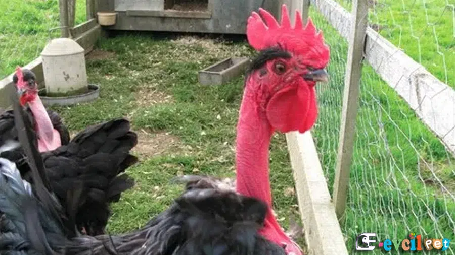 Türken Horoz ve Tavuk