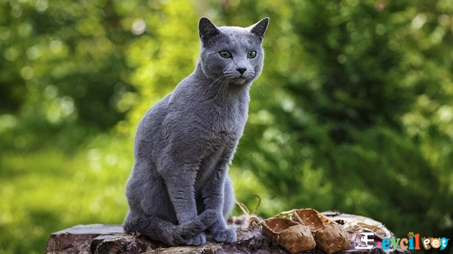 Mavi Rus Kedisi Russian Blue Bakımı ve Beslenmesi