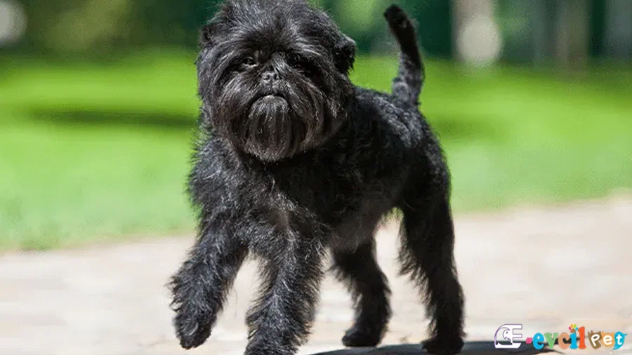 Affenpinscher Bakımı ve Beslenmesi