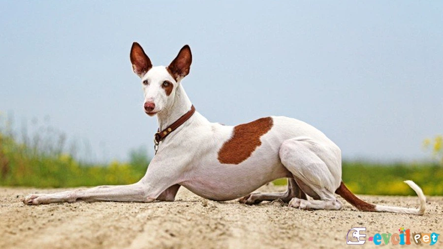 İbizan Hound (İbiza Tazısı Bakımı ve Beslenmesi)