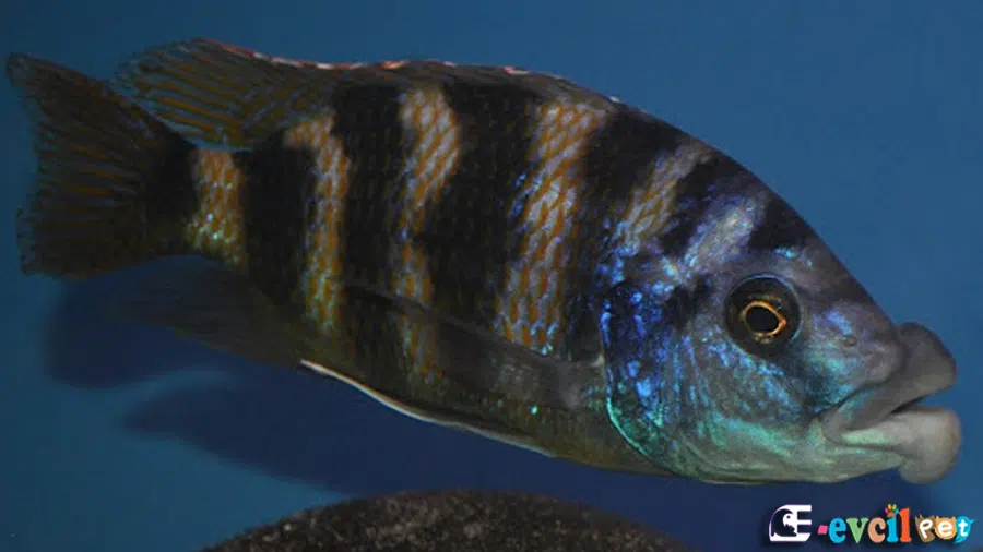 Placidochromis milomo (Çatal Dudak)