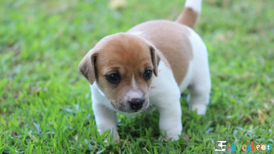 Parson Rusell Terrier Genetik Sağlık Sorunları