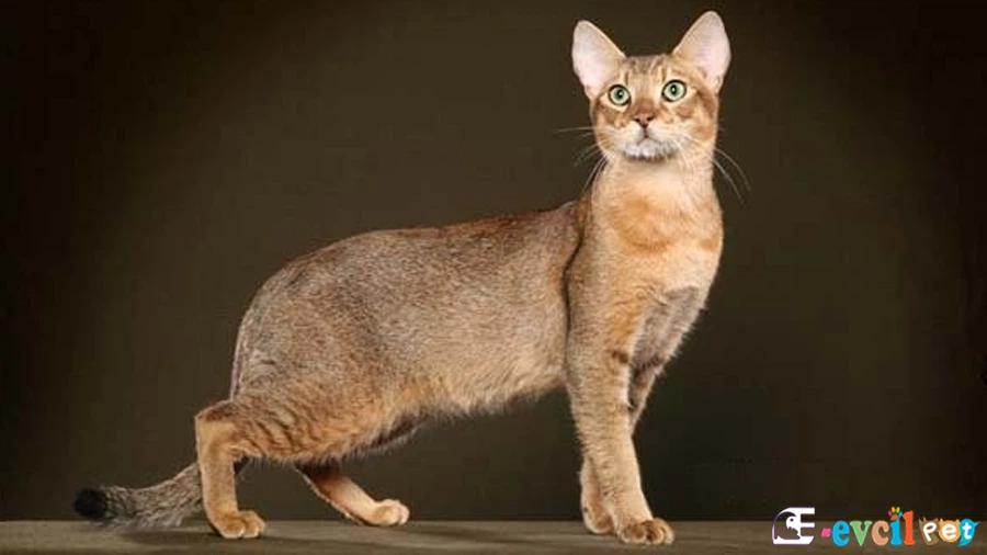 Chausie Karakter Özellikleri