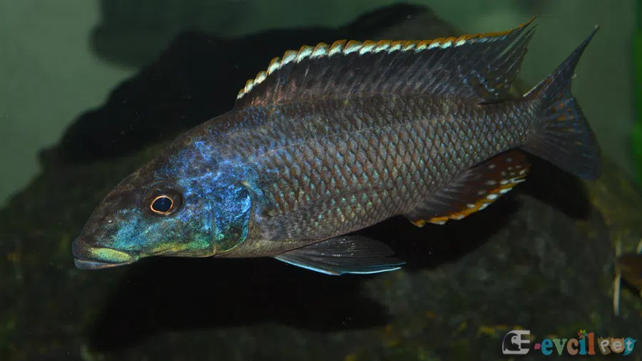 Nimbochromis Linni  Baskın