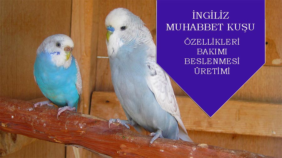 İngiliz Muhabbet Kuşu