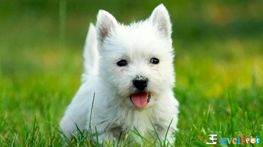 West Highland White Terrier West Highland White Terrier Fiziksel Özellikleri