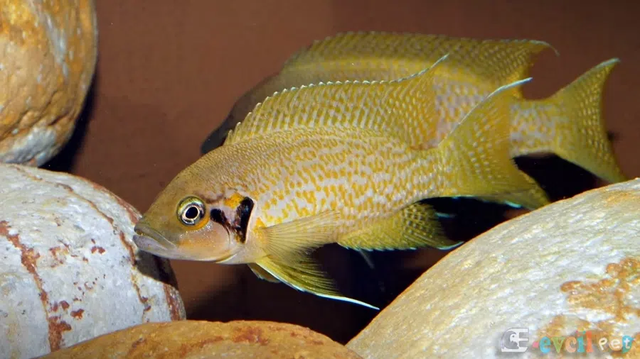 Neolamprologus Helianthus Erkek