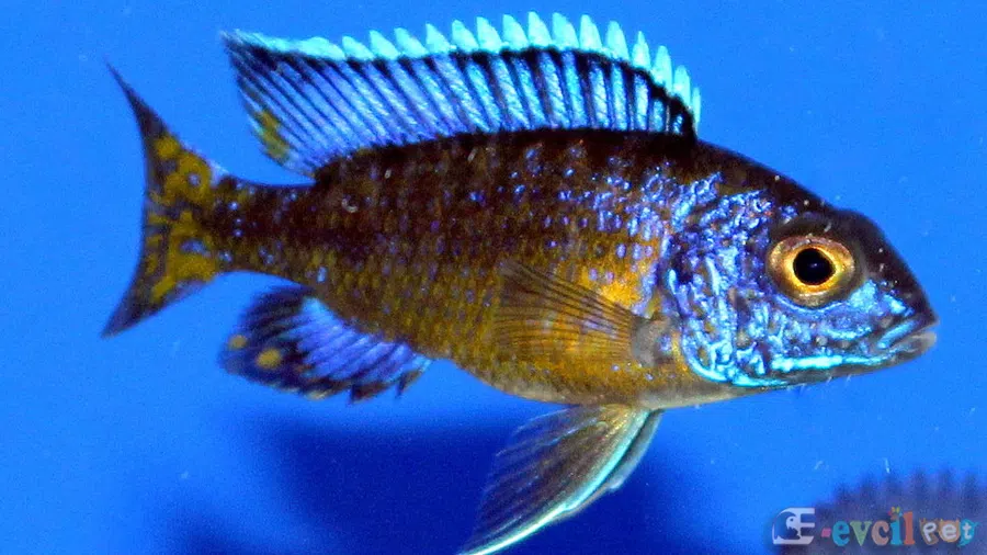Protomelas Spilonotus Tanzania akvaryumu