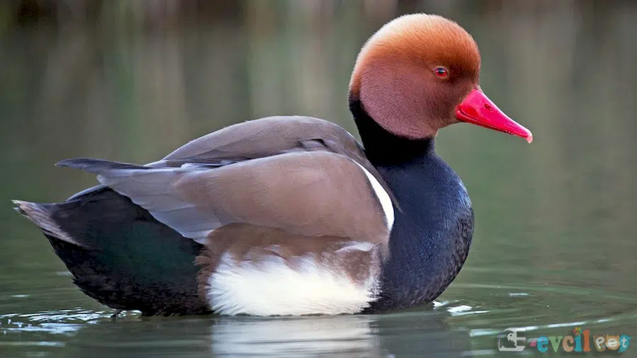 Macar Ördeği Erkek