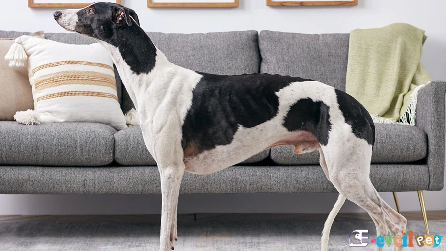 Greyhound Fiziksel Özellikleri