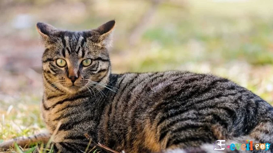 Tekir Fiziksel Özellikleri