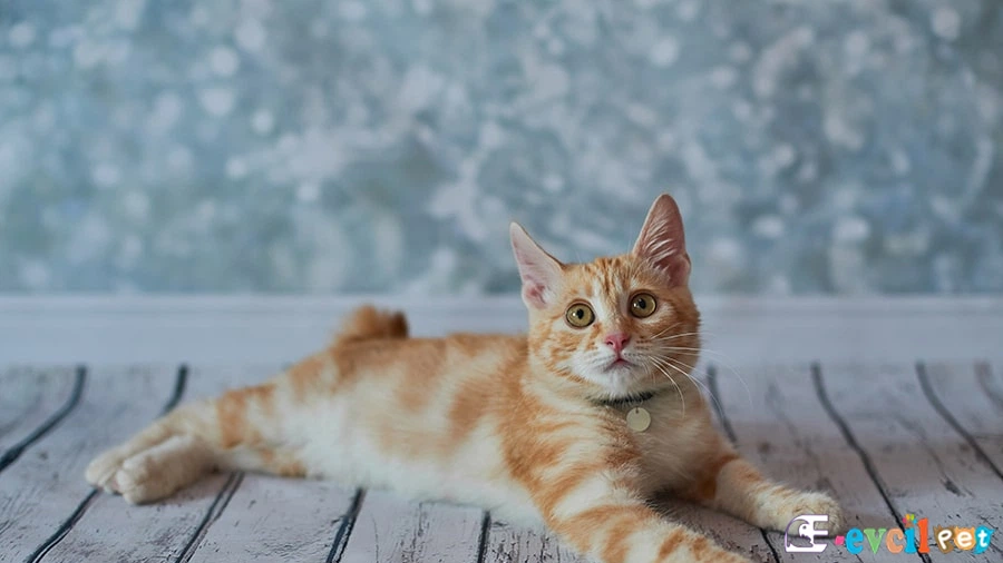 American Bobtail Fiziksel Özellikleri