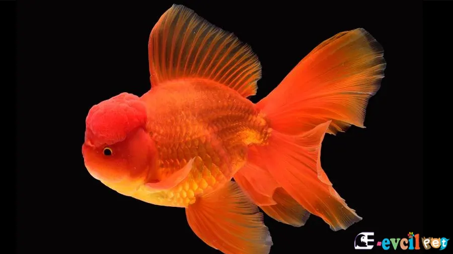 Oranda Japon Balığı