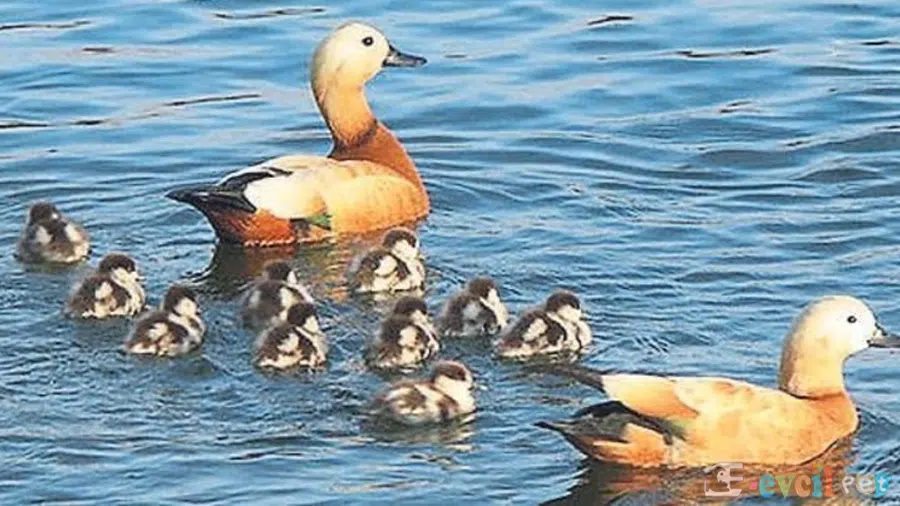 Angut Ördeği Yavruları ile