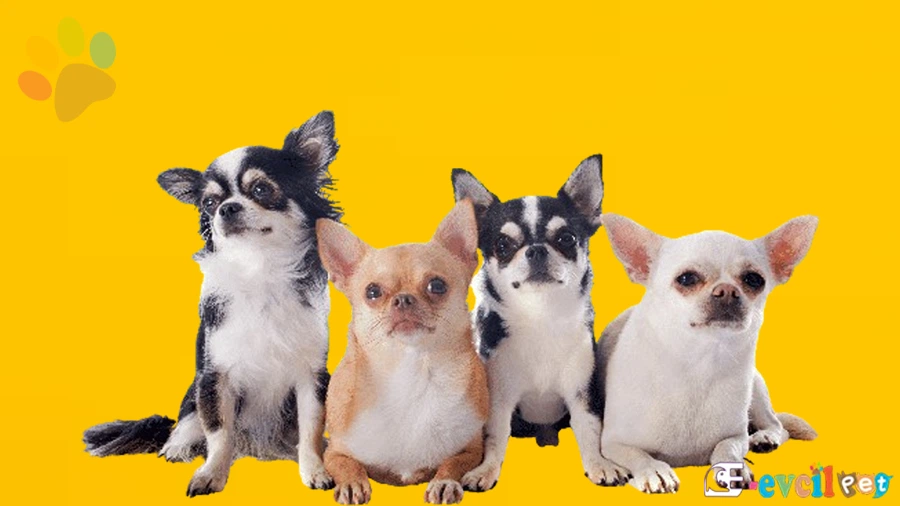 Chihuahua (Şivava) Karakter Özellikleri