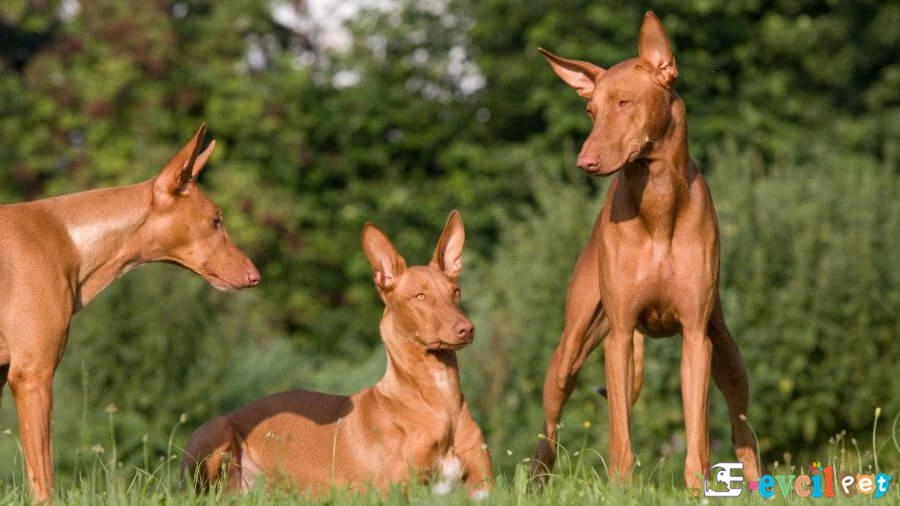 Firavun Tazısı Bakımı ve Beslenmesi (Pharaoh Hound)