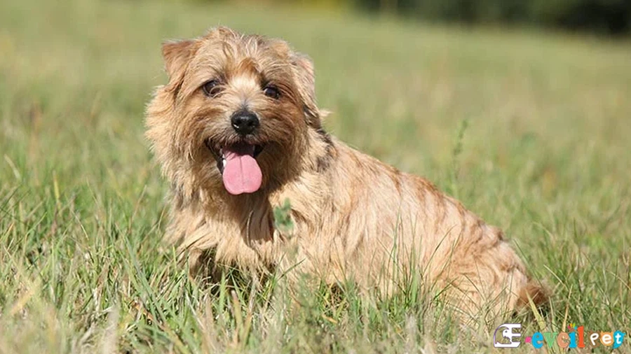Norfolk Terrier Karakter Özellikleri