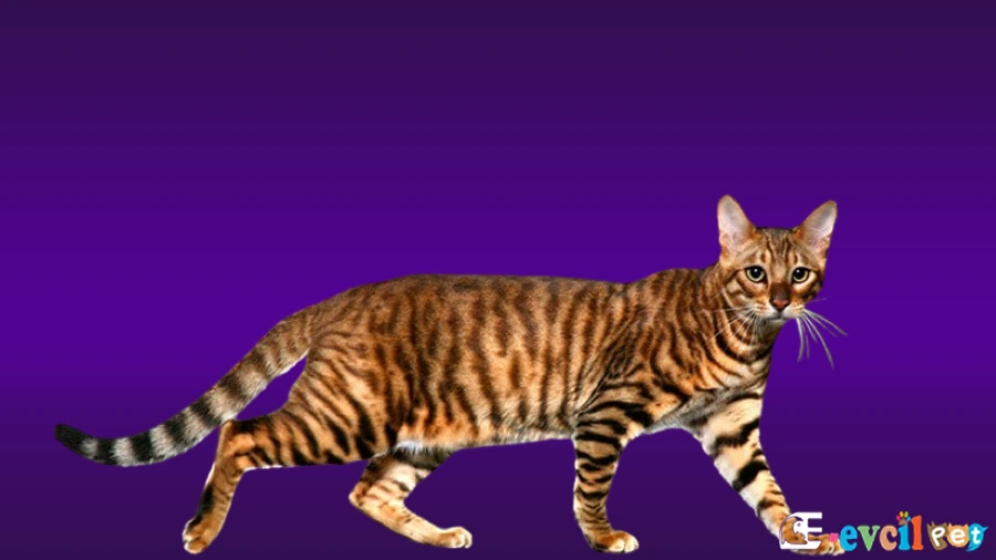 Toyger Bakımı ve Beslenmesi