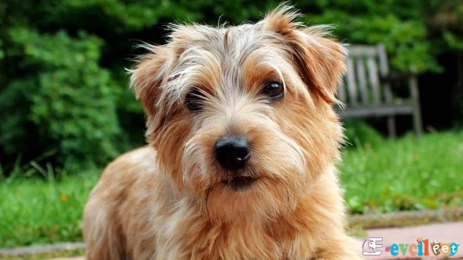 Norfolk Terrier Fiziksel Özellikleri