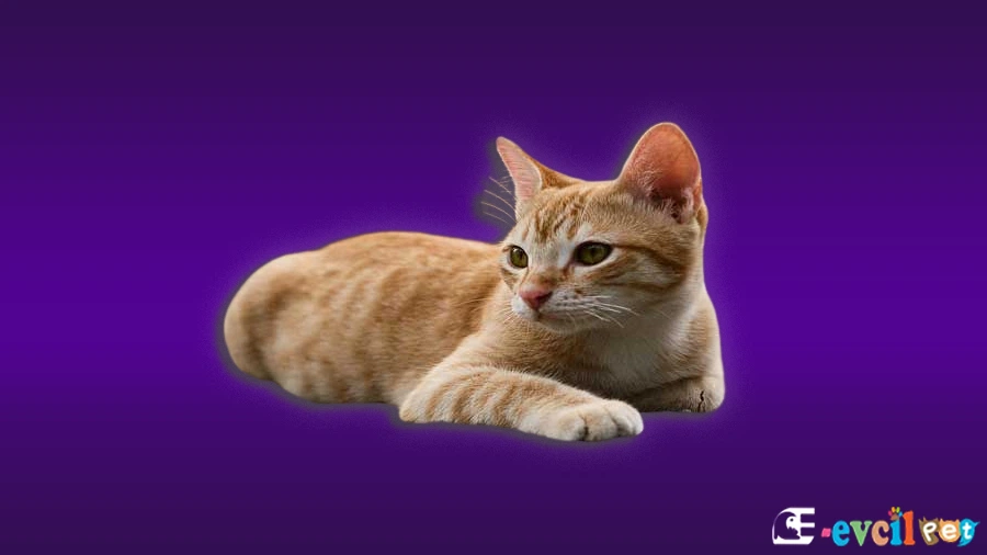German Rex Kedi