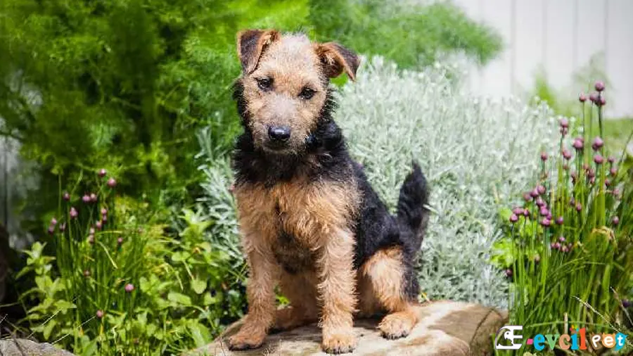 Lakeland Terrier