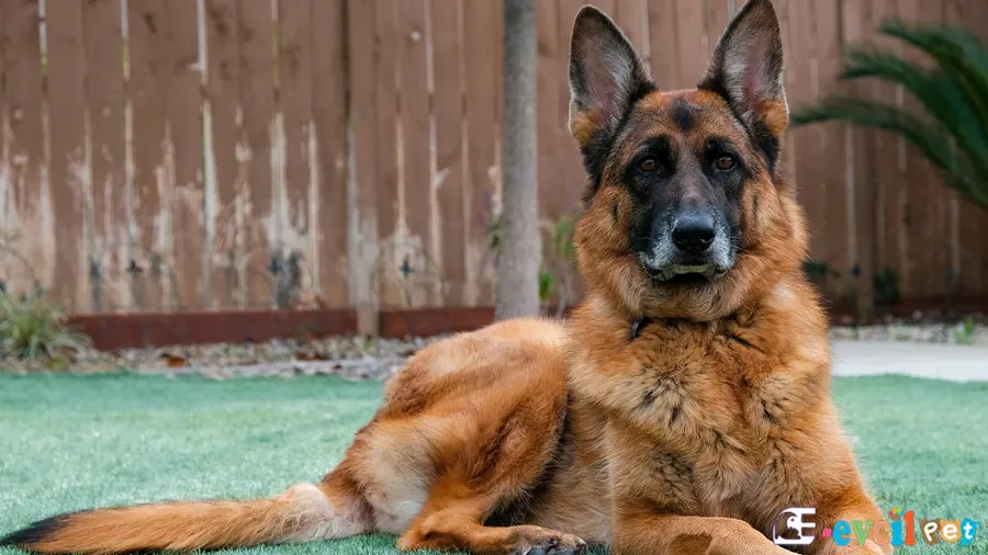 Alman çoban Köpeği Alman Kurdu Bakımı ve Beslenmesi