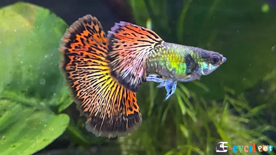 Lepistes Guppy Lepistes Guppy