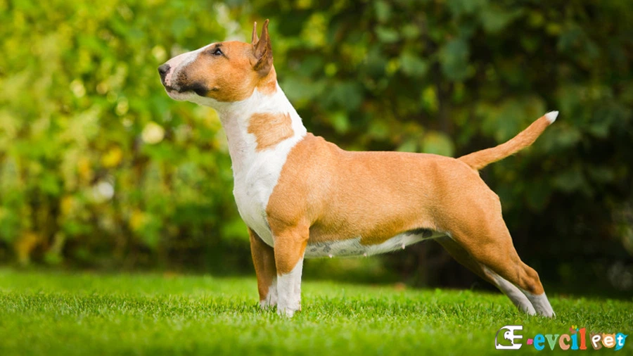 Minyatür Bull Terrier Karakter Özellikleri