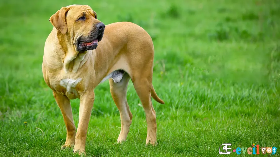 Brezilya Mastiff (Fila Brasileiro) Brezilya Mastiff Temel Eğitimi ve Tuvalet Eğitimi (Fila Brasileiro)