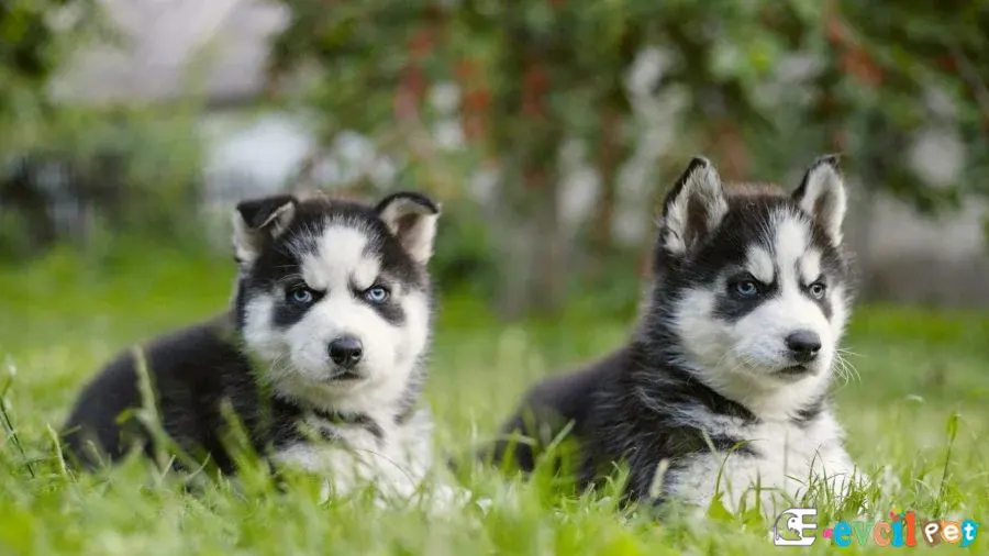 Sibirya Kurdu (Husky) Sibirya Kurdu (Husky) Fiziksel Özellikleri