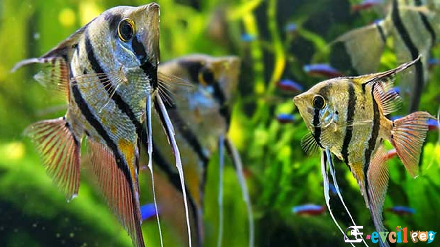 Pterophyllum Scalare (Melek Balığı)