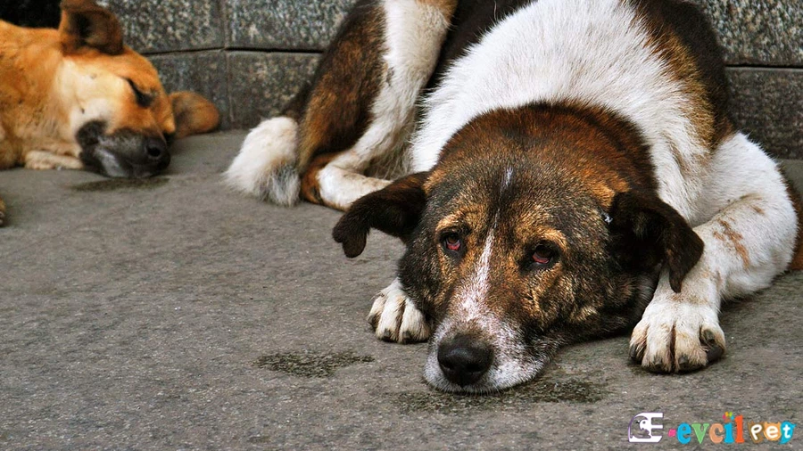 Sokö Fiziksel Özellikleri