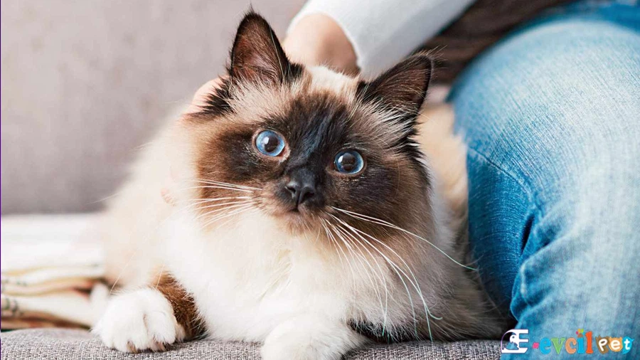 Birman Karakter Özellikleri