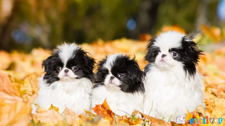 Japon Köpeği Temel Eğitimi ve Tuvalet Eğitimi (Japanese Chin)