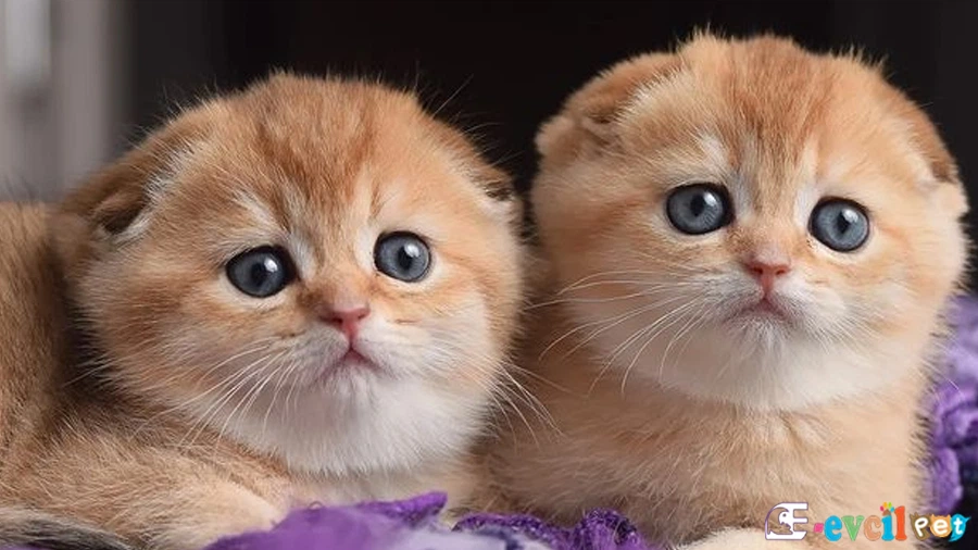 Scottish Fold Bakımı ve Beslenmesi