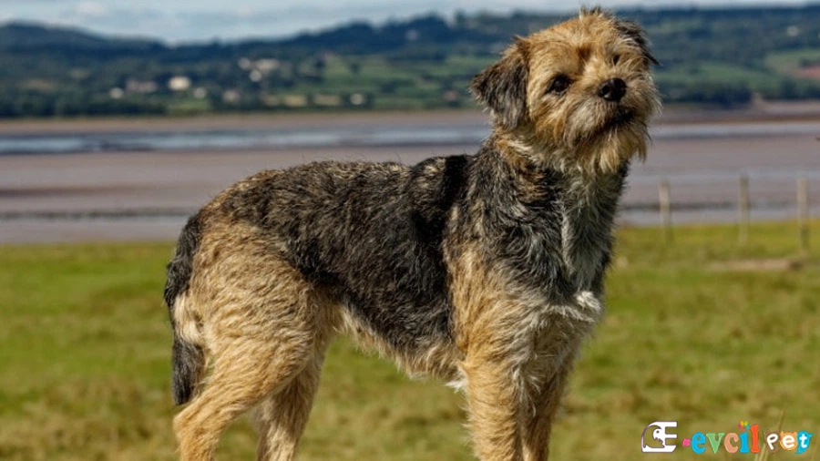 Border Terrier Temel Eğitimi ve Tuvalet Eğitimi
