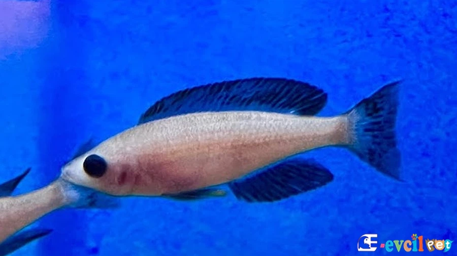Cyprichromis Zonatus