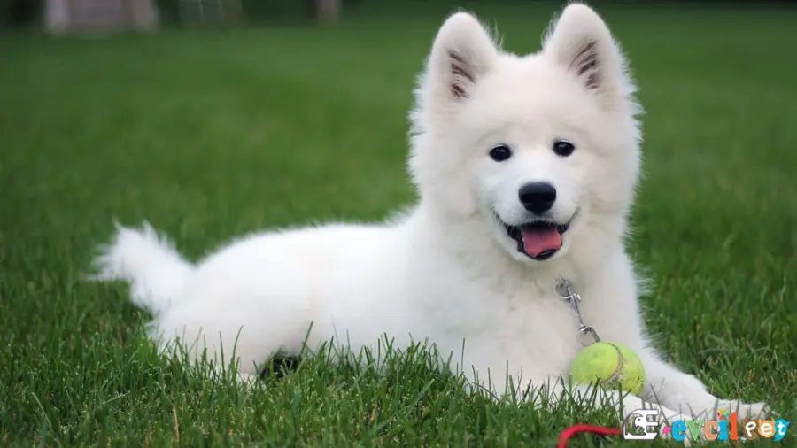 Samoyed Samoyed Karakter Özellikleri