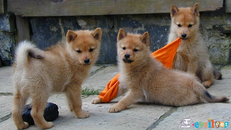 Finnish Spitz Genetik Sağlık Sorunları Hastalıkları