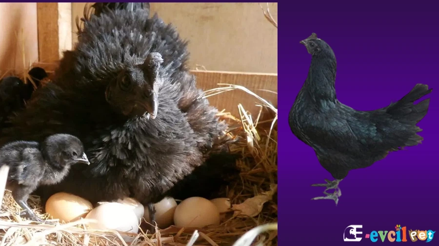 Ayam Cemani Tavuk Kuluçka Makinesi