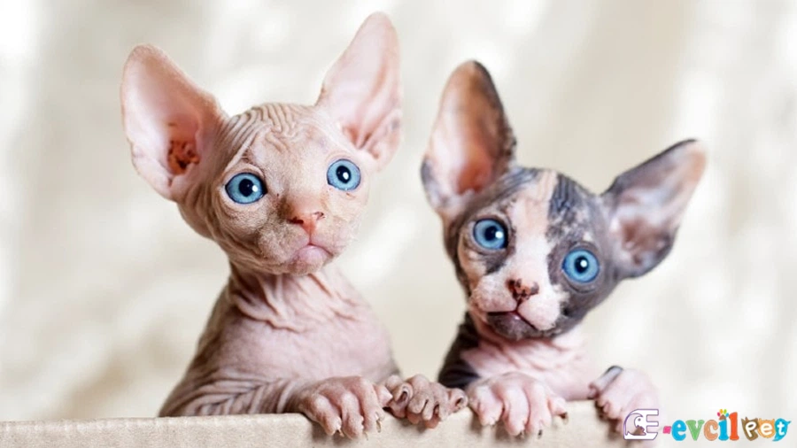 Sfenks Temel Eğitimi ve Tuvalet Eğitimi