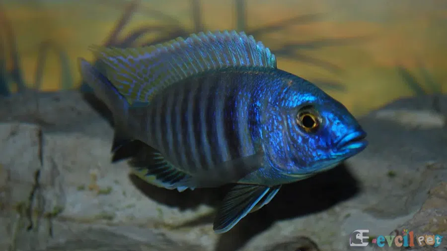 Copadichromis Conophoros Akvaryumu