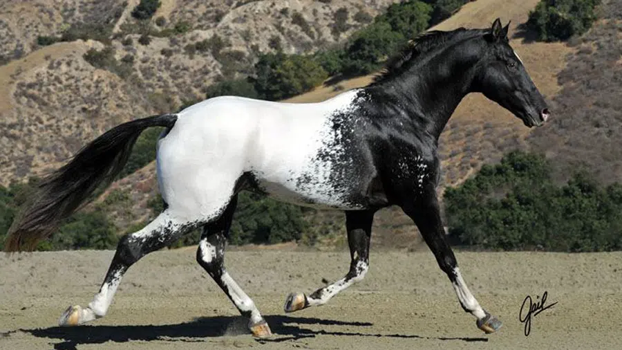 Appaloosa Atı Dağların Ardından Siyah beyaz