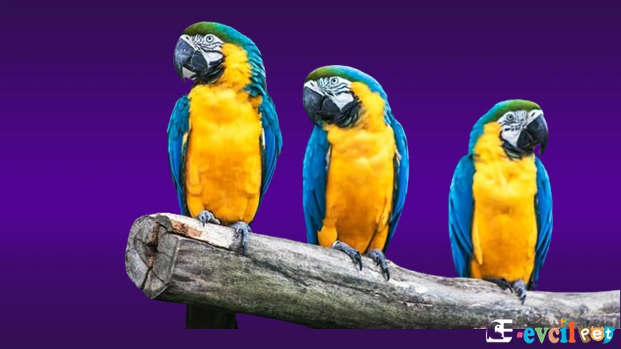 Ara Macaw Papağanı