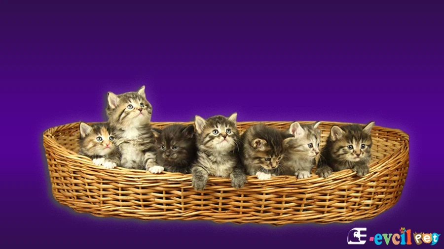 Kurilian Bobtail Kedi