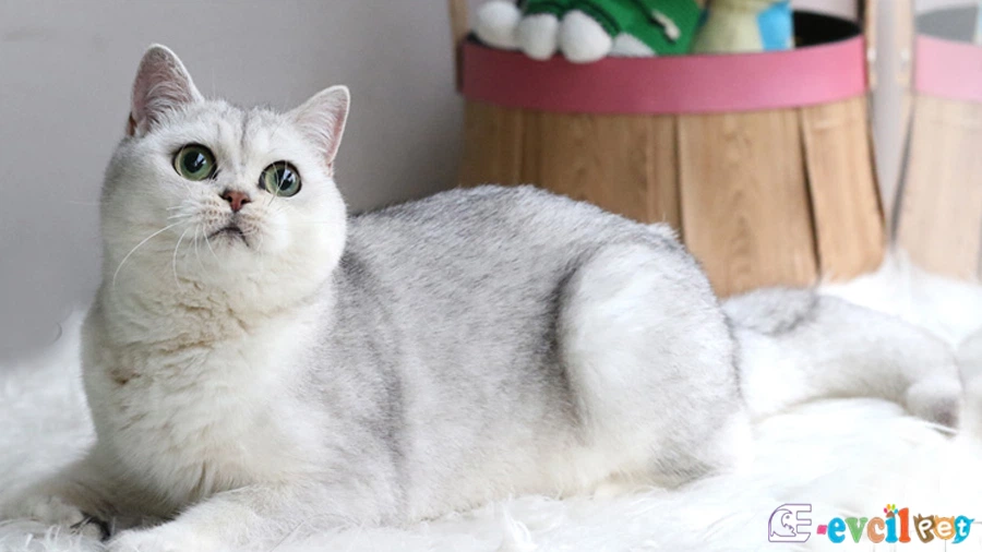 Scottish Straight Temel Eğitimi ve Tuvalet Eğitimi