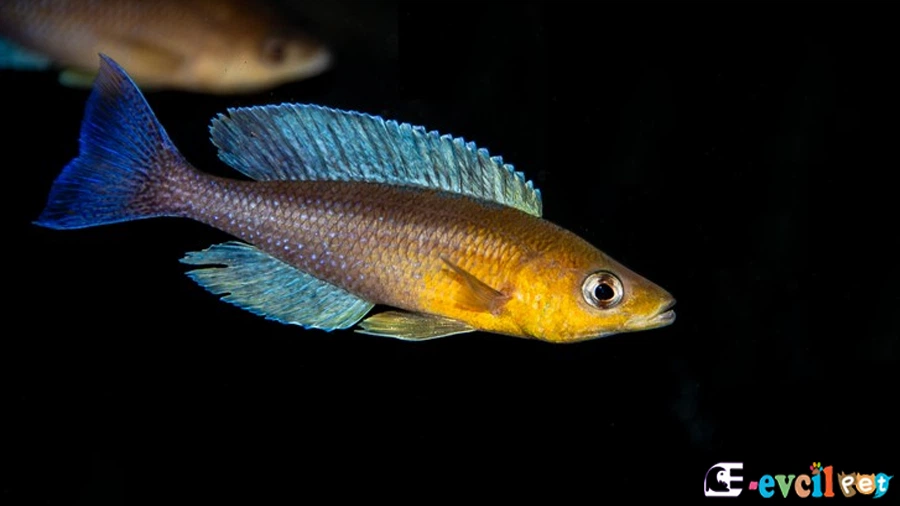 Cyprichromis Pavo