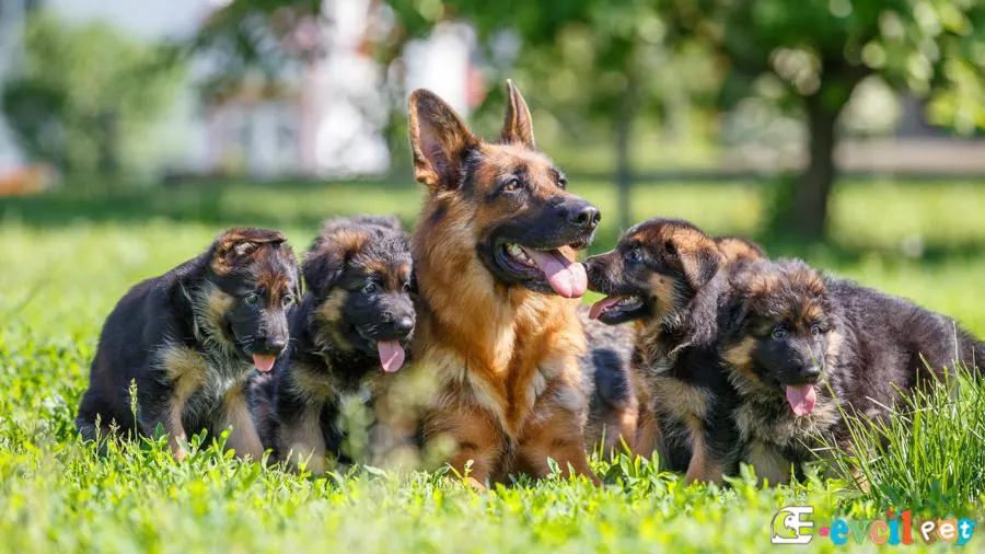 Alman çoban Köpeği Alman Kurdu Sağlık Sorunları Hastalıkları